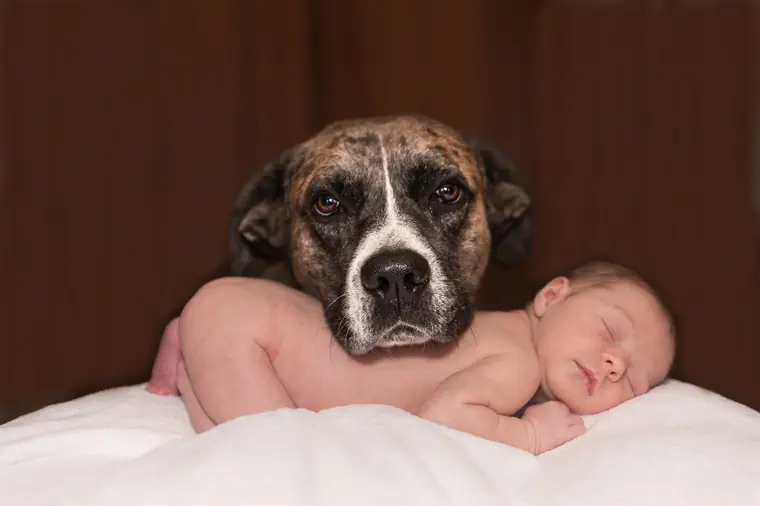 Haftpflichtversicherung Hund – was beachten?
