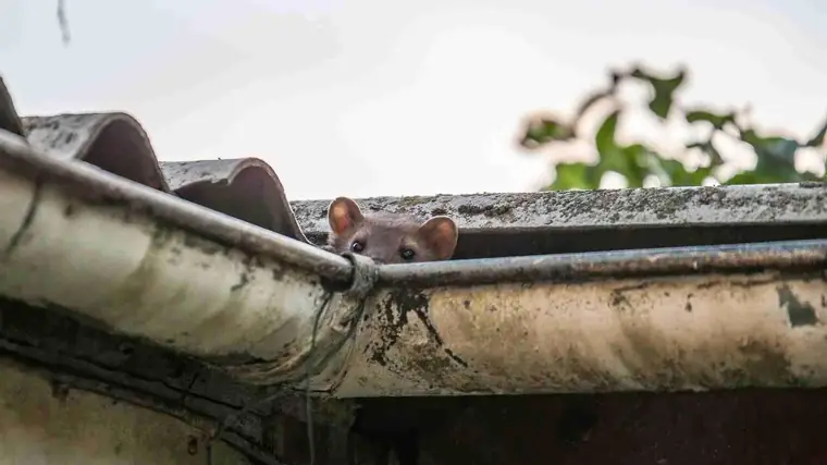 Marder im Dach: Welche Versicherung greift beim Marderschaden am Haus?